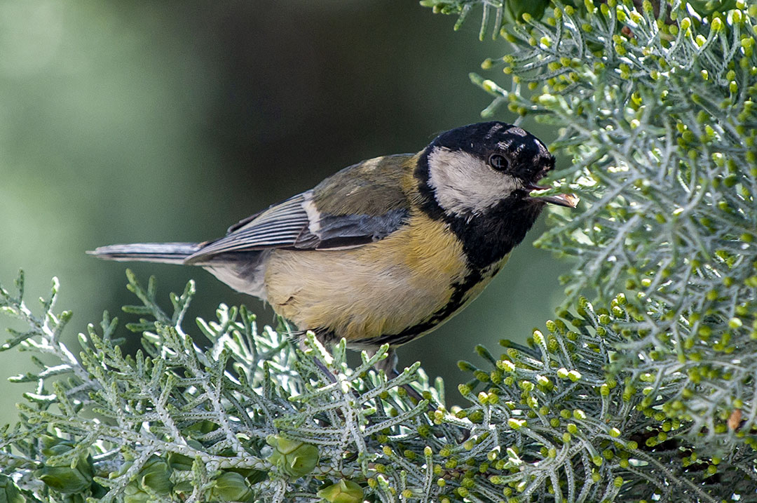 Mésange Charbonnière