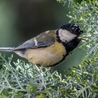 Mésange Charbonnière