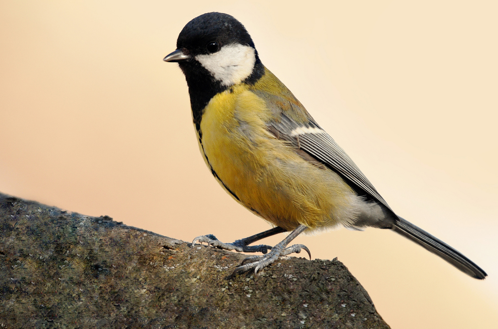 Mésange charbonnière photo et image animaux,