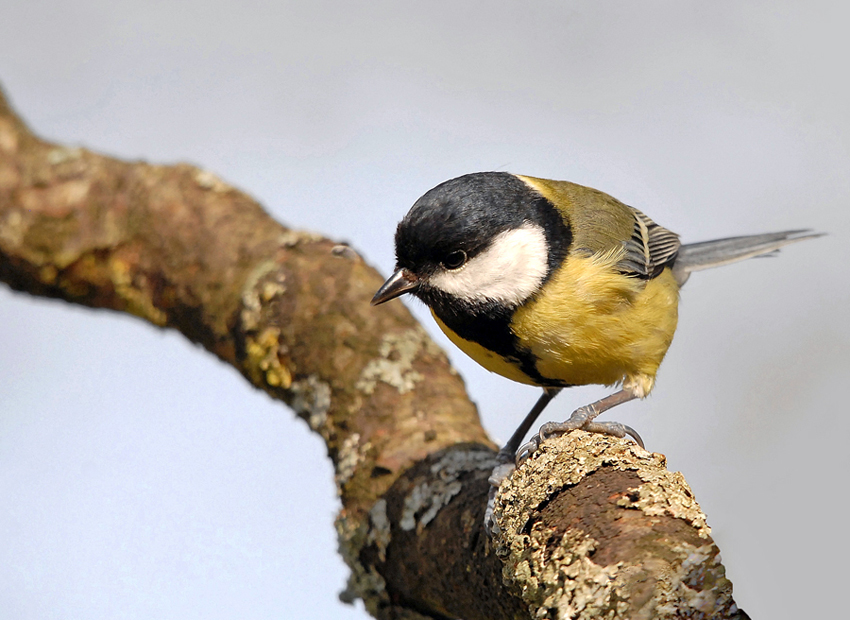 Mésange charbonnière