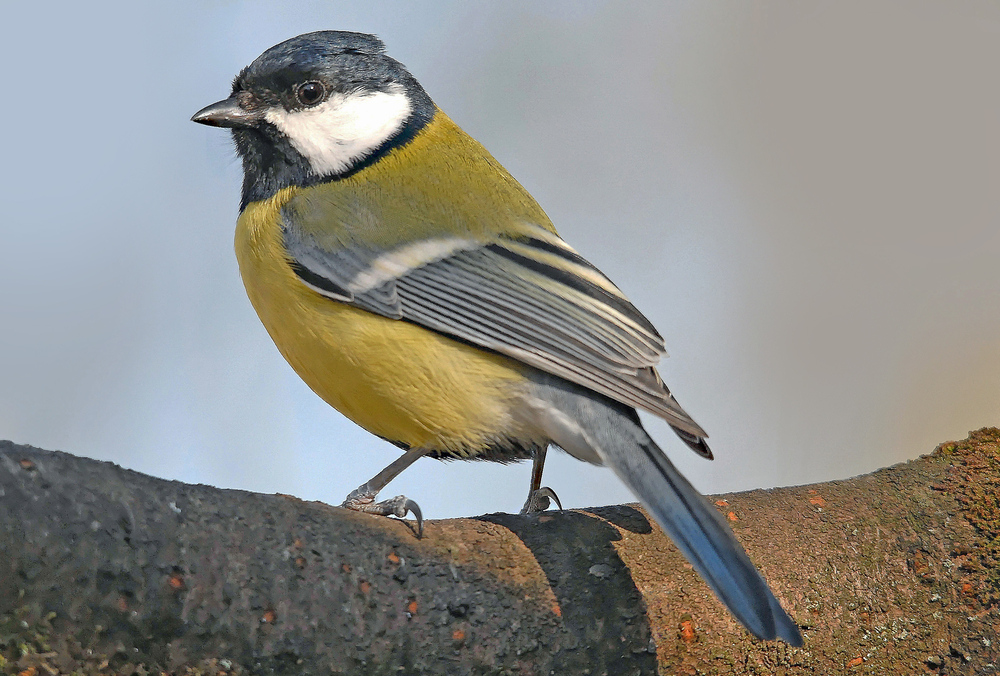 Mésange charbonnière