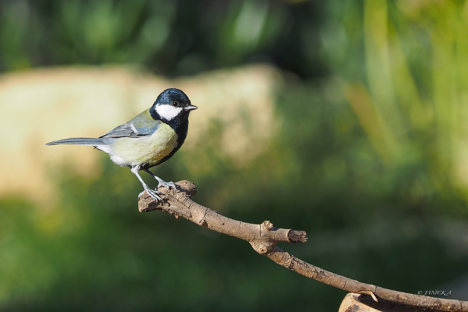 Mésange charbonnière