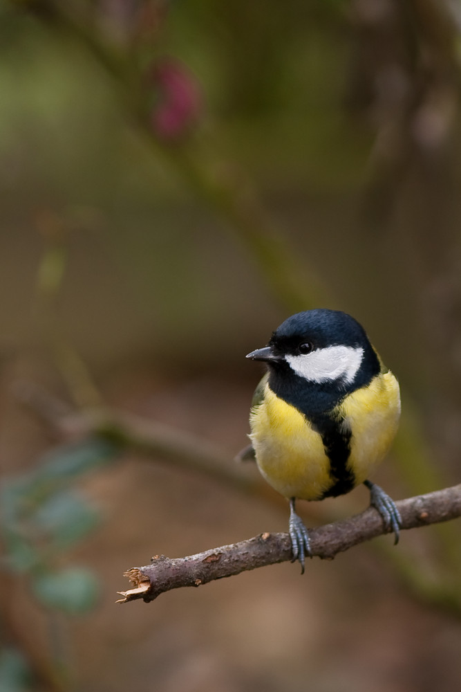 Mésange Charbonnière