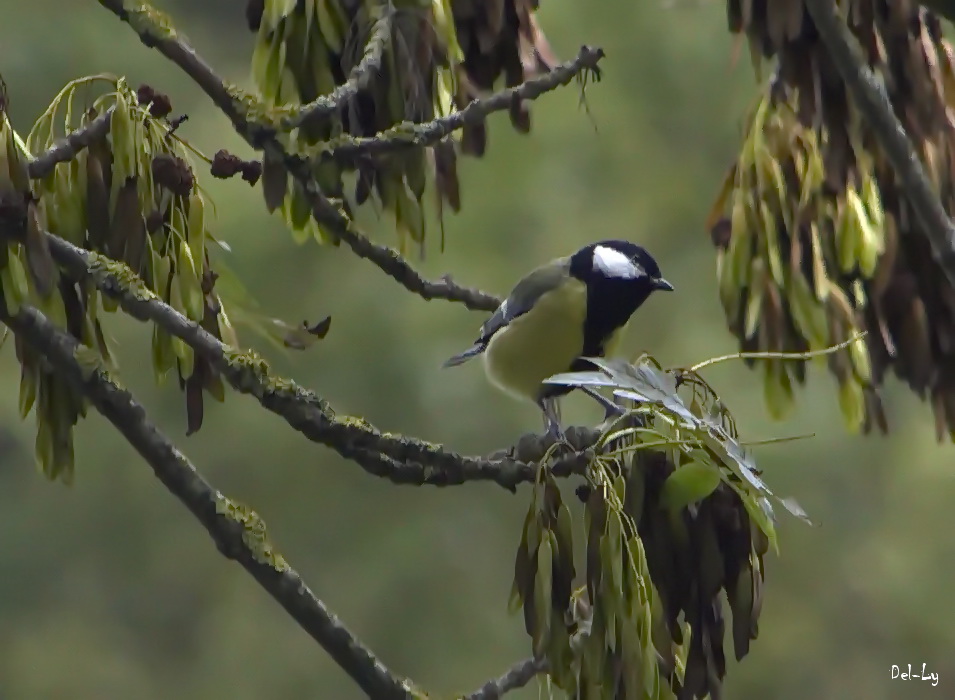 Mésange Charbonnière