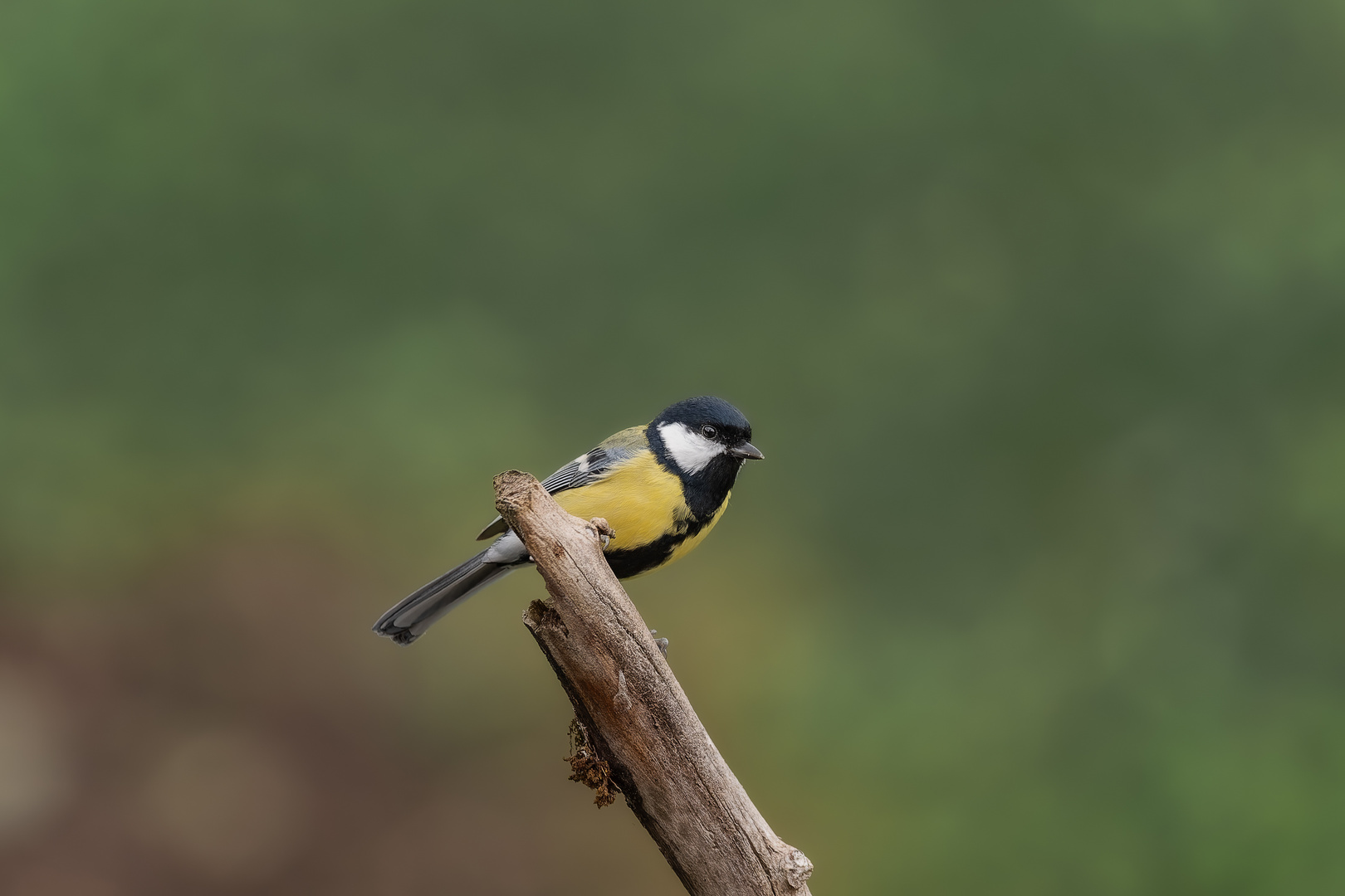 Mésange charbonnière