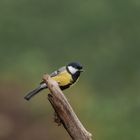 Mésange charbonnière
