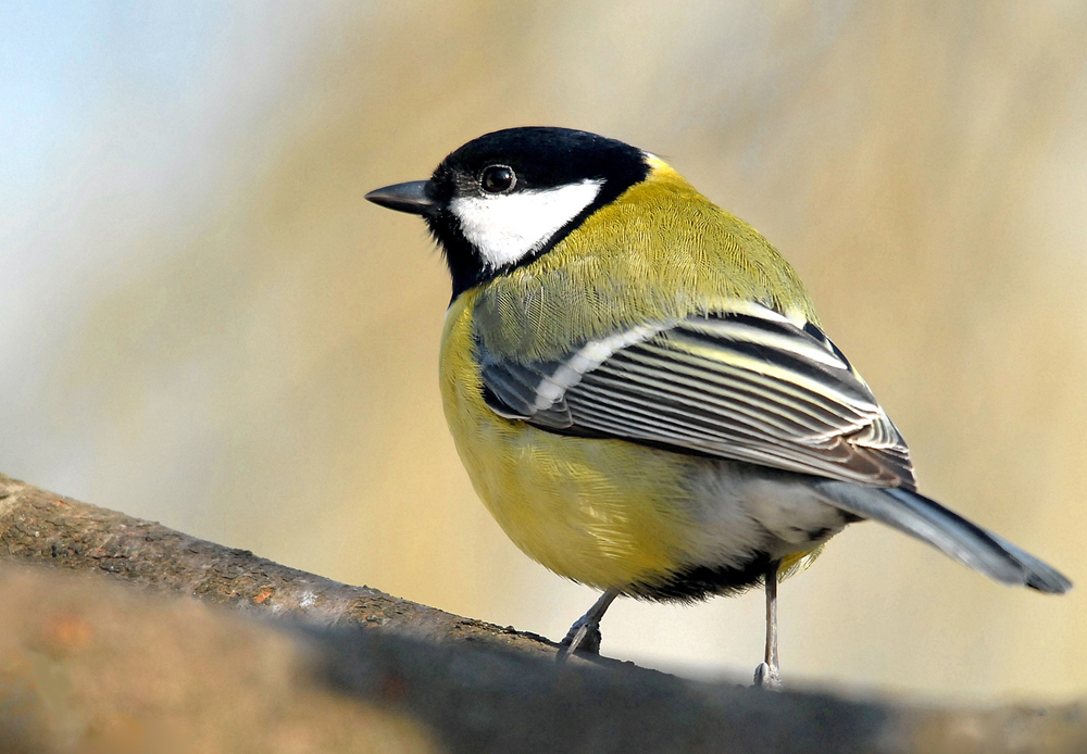 Mésange charbonnière