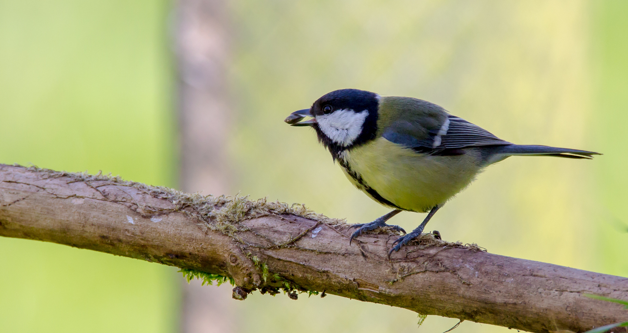 mésange charbonnière