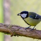 mésange charbonnière