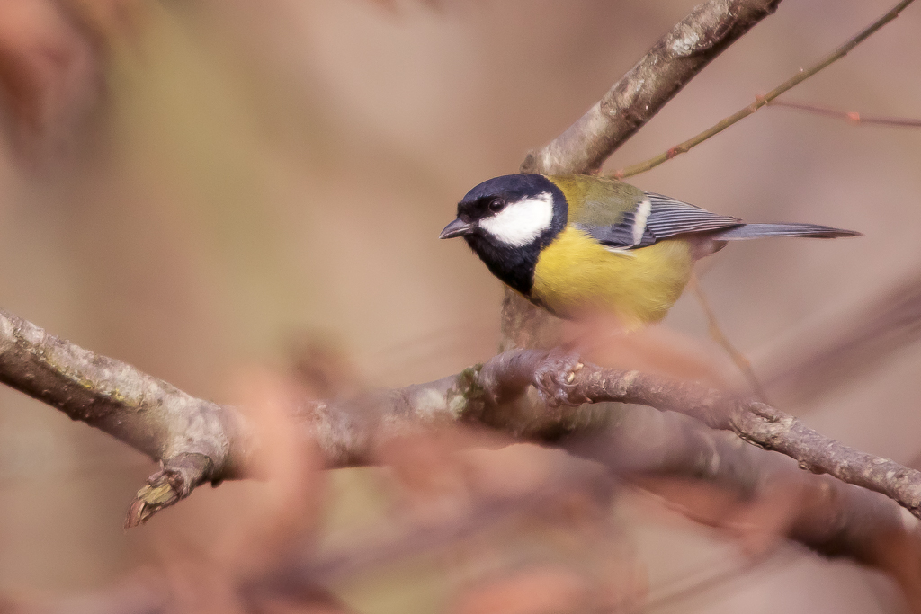 Mésange Charbonnière,