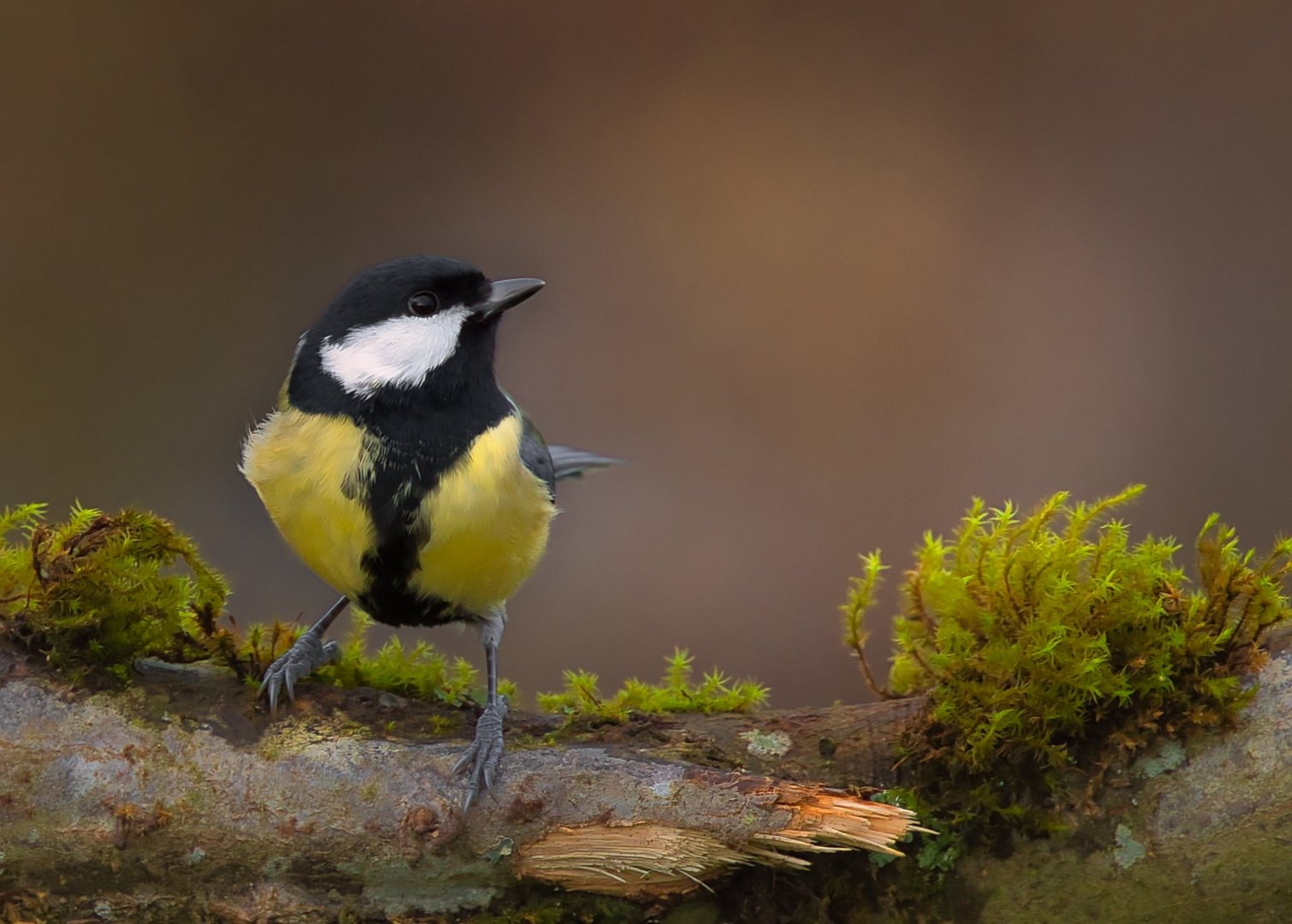 Mésange charbonnière,