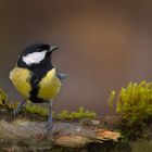 Mésange charbonnière,