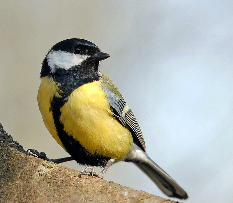 Mésange charbonnière