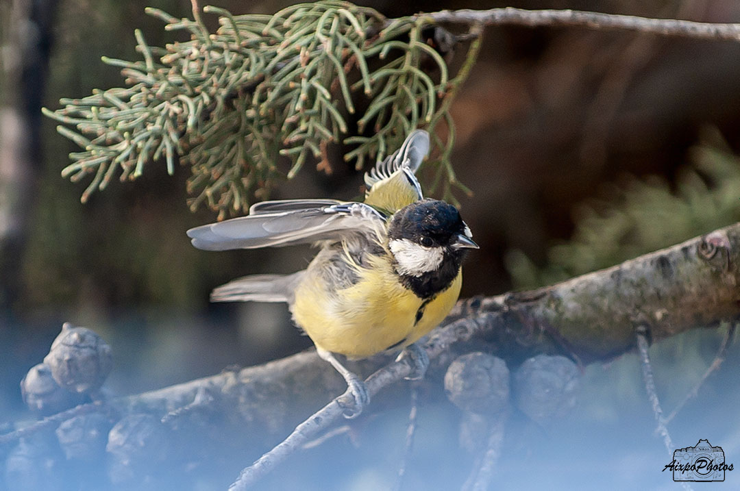 Mésange Charbonnière