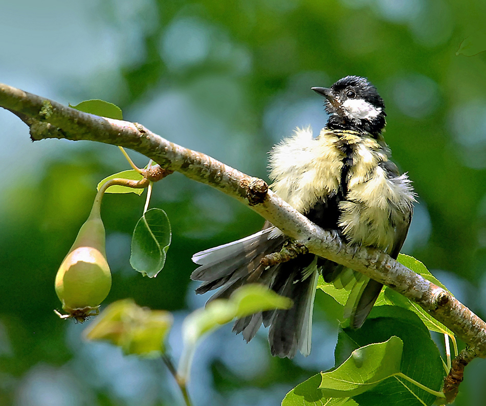 Mésange charbonnière