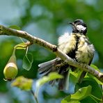 Mésange charbonnière