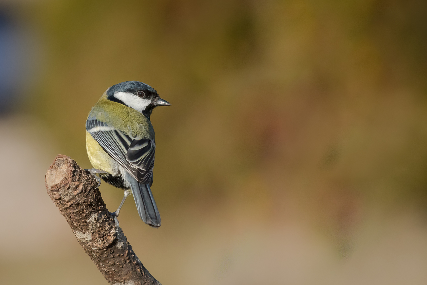 Mésange charbonnière