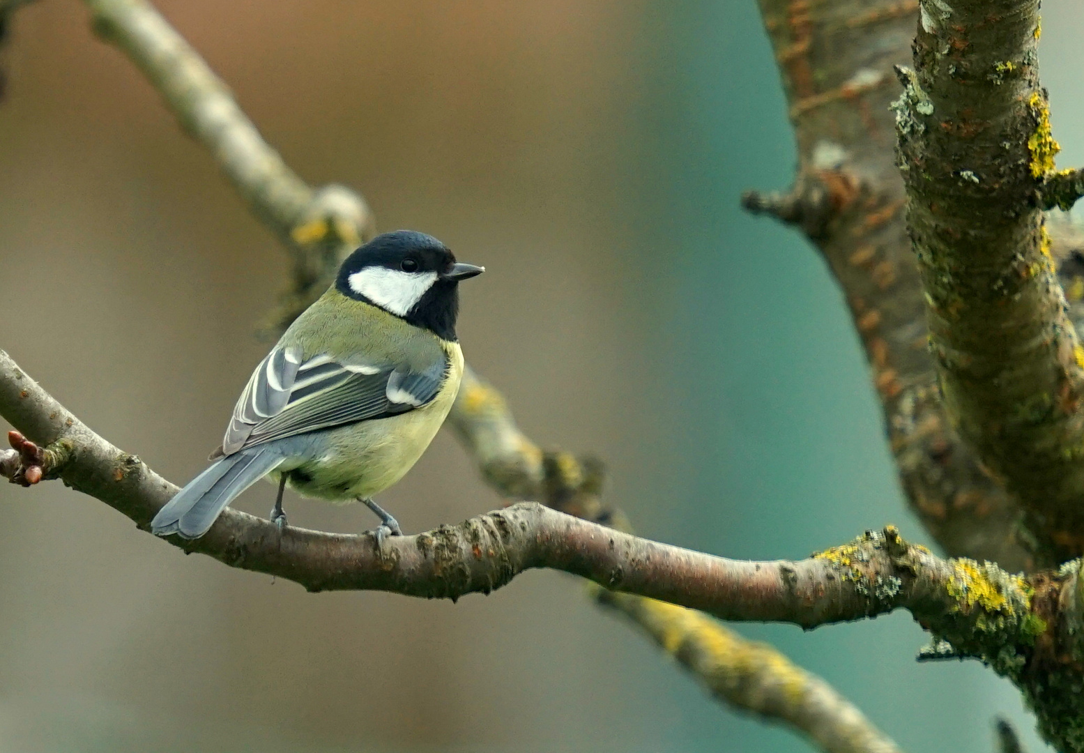 Mésange Charbonnière