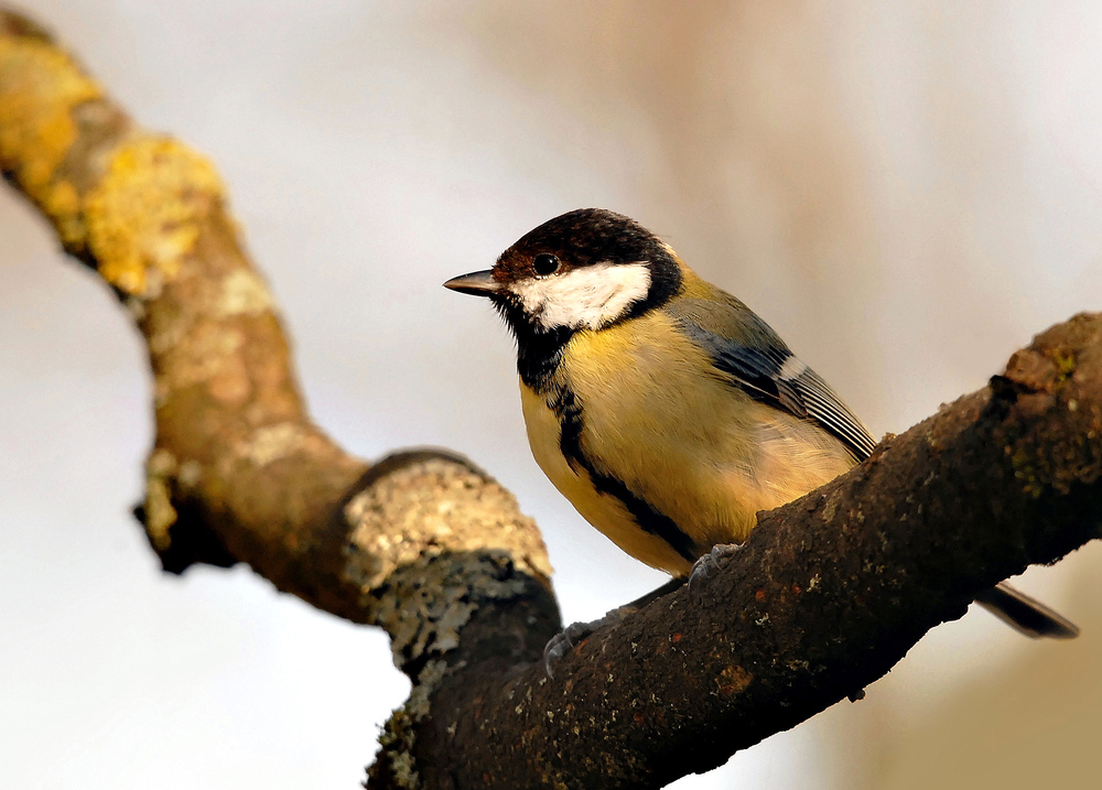 Mésange charbonnière