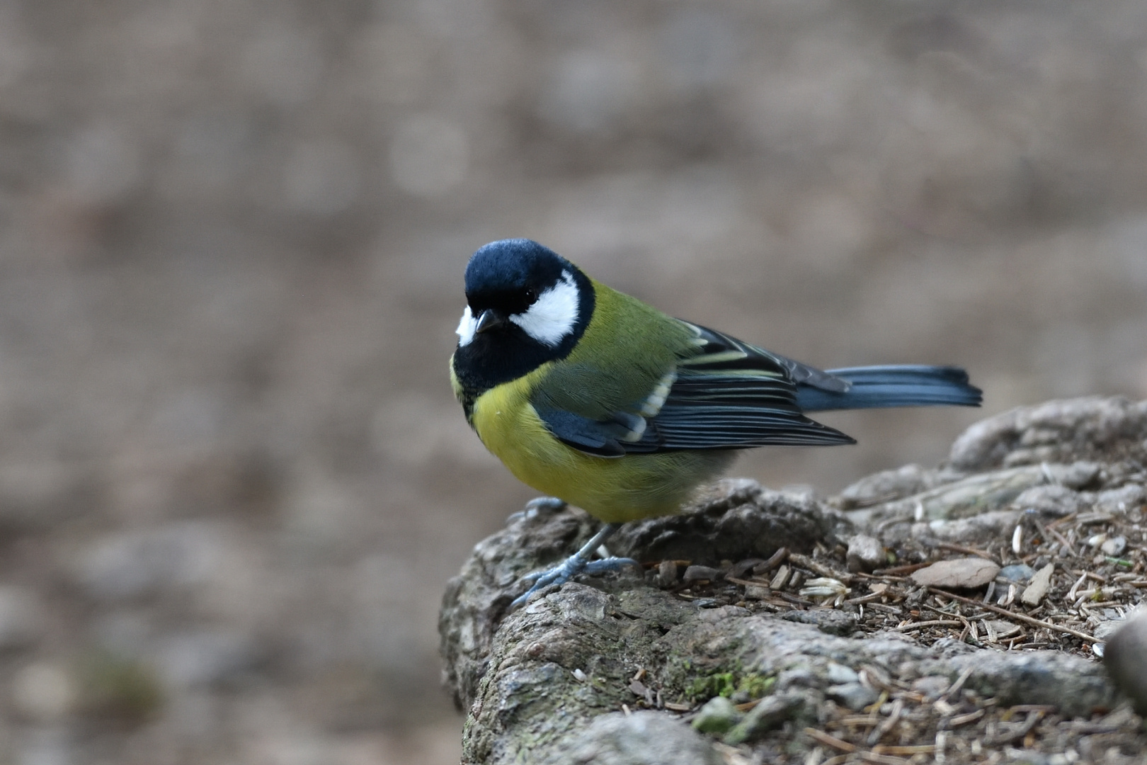 Mésange charbonnière ...