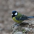 Mésange charbonnière ...