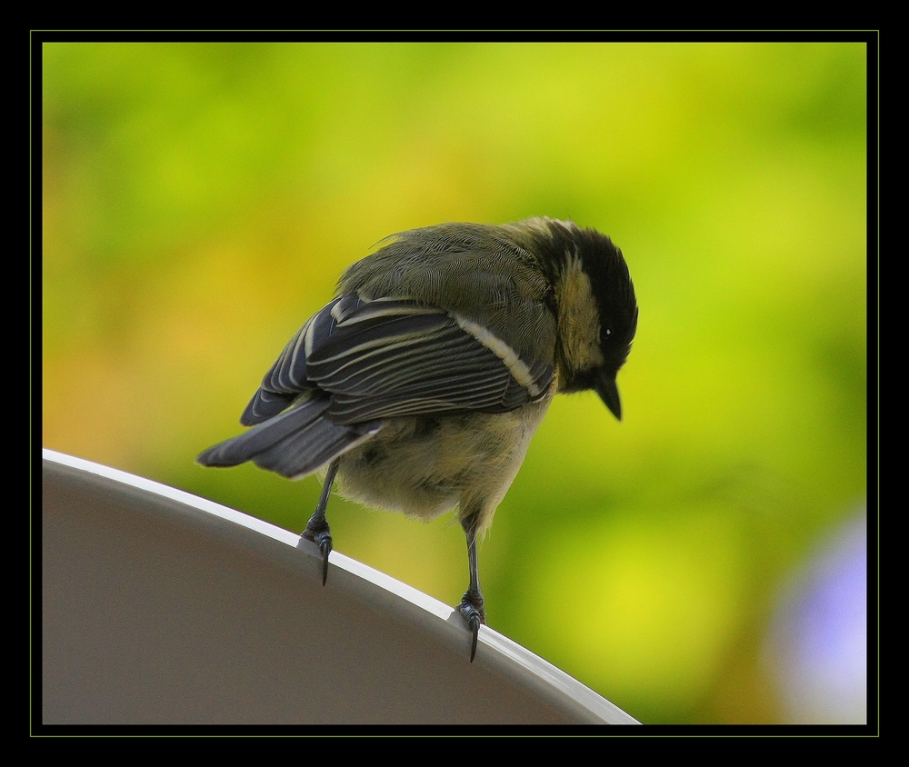 " Mésange charbonnière "