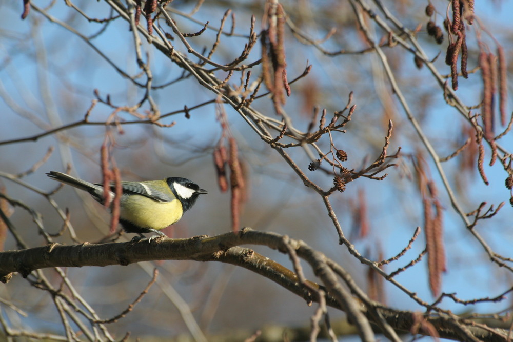 mésange charbonnière