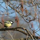 mésange charbonnière