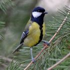 mésange charbonnière "ah ben ça alors!"