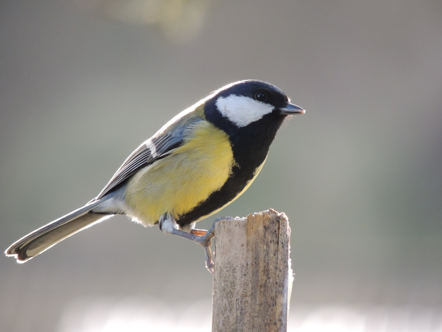 Mésange charbonnière au piquet