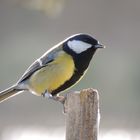 Mésange charbonnière au piquet