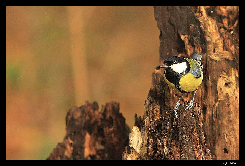 Mésange charbonnière