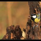 Mésange charbonnière