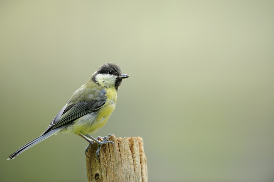 Mésange charbonnière