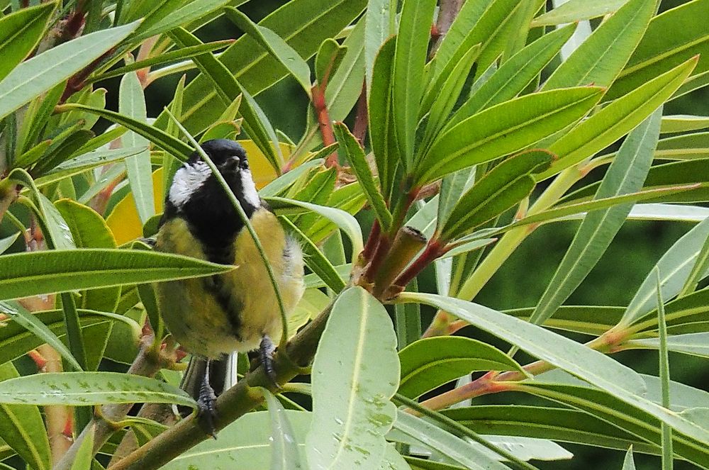 Mésange charbonnière bien camouflée