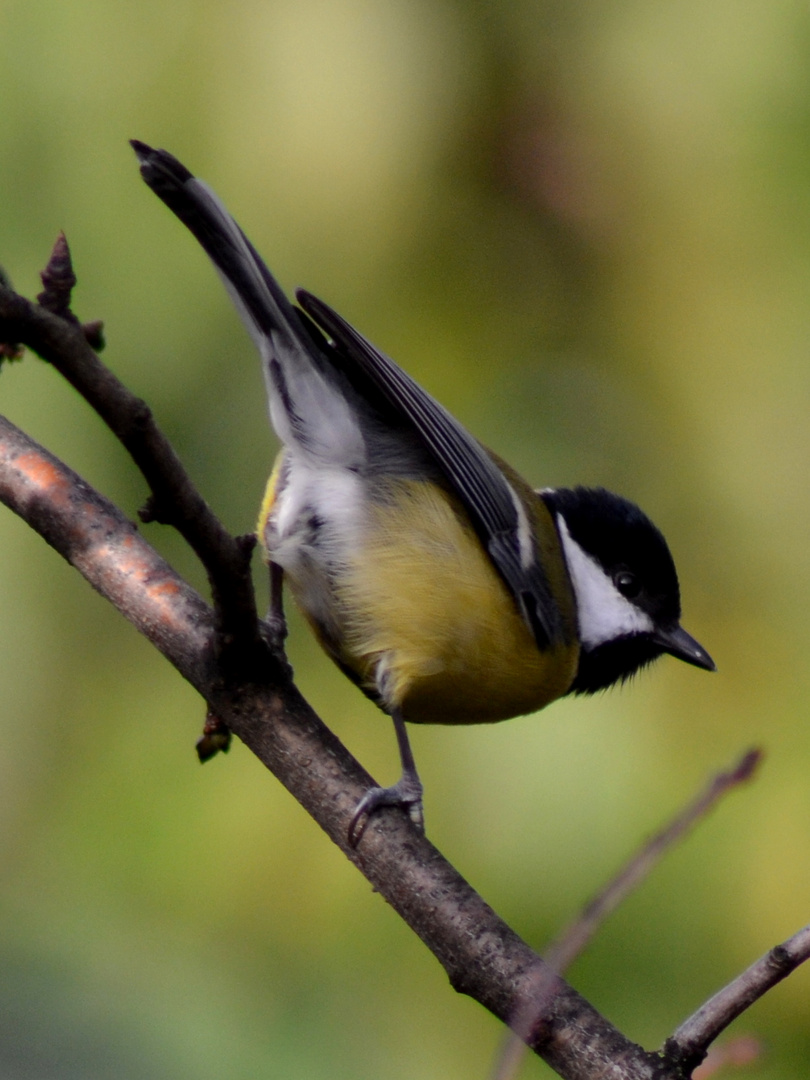 mésange charbonnière