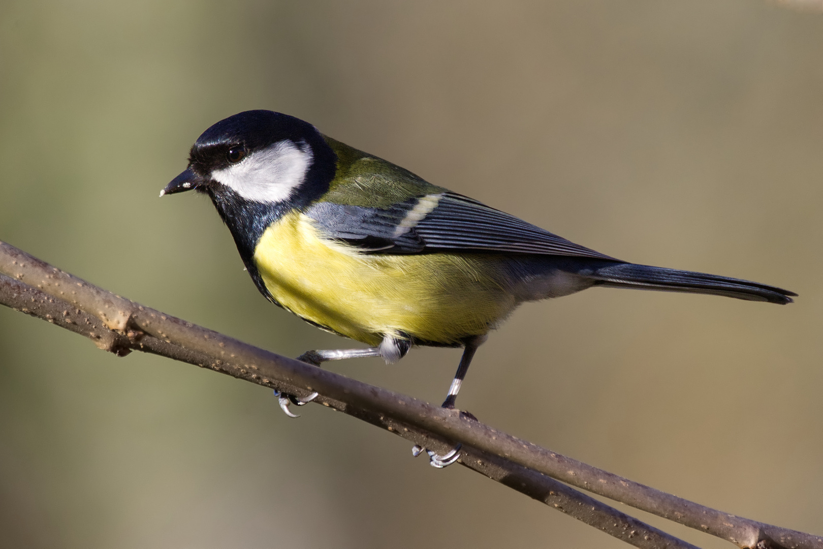 Mésange charbonnière