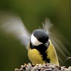 Mésange charbonnière.