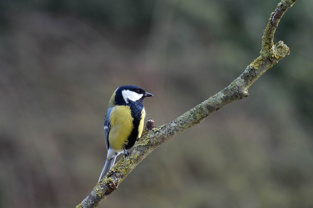 Mésange charbonnière