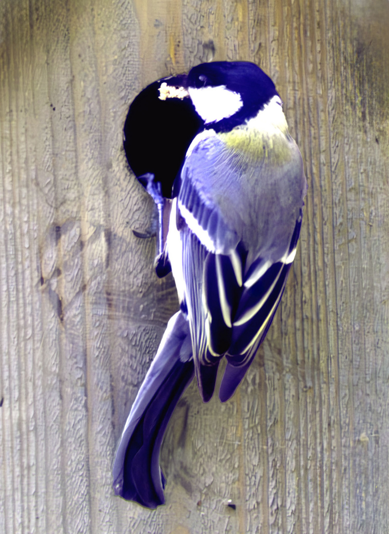 Mésange Charbonnière