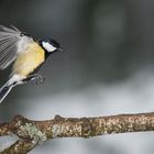 Mésange charbonnière