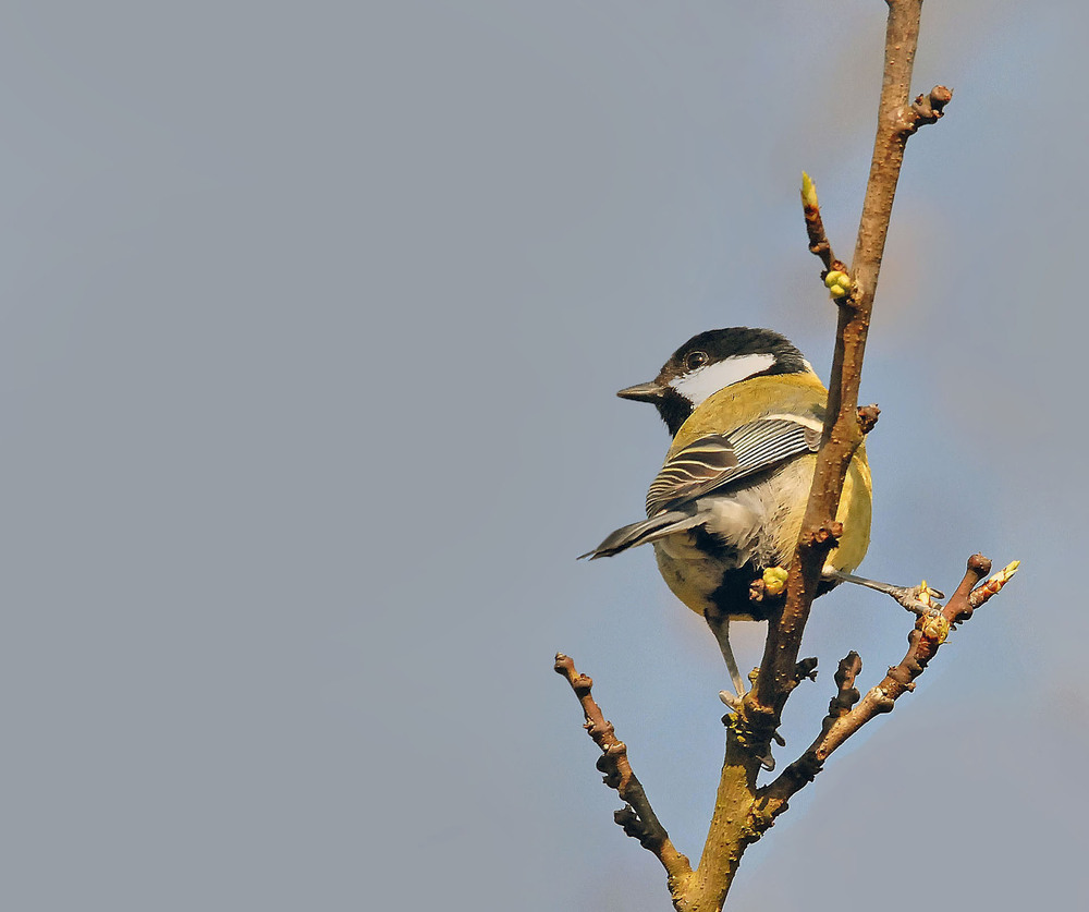 Mésange charbonnière