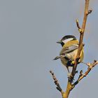 Mésange charbonnière