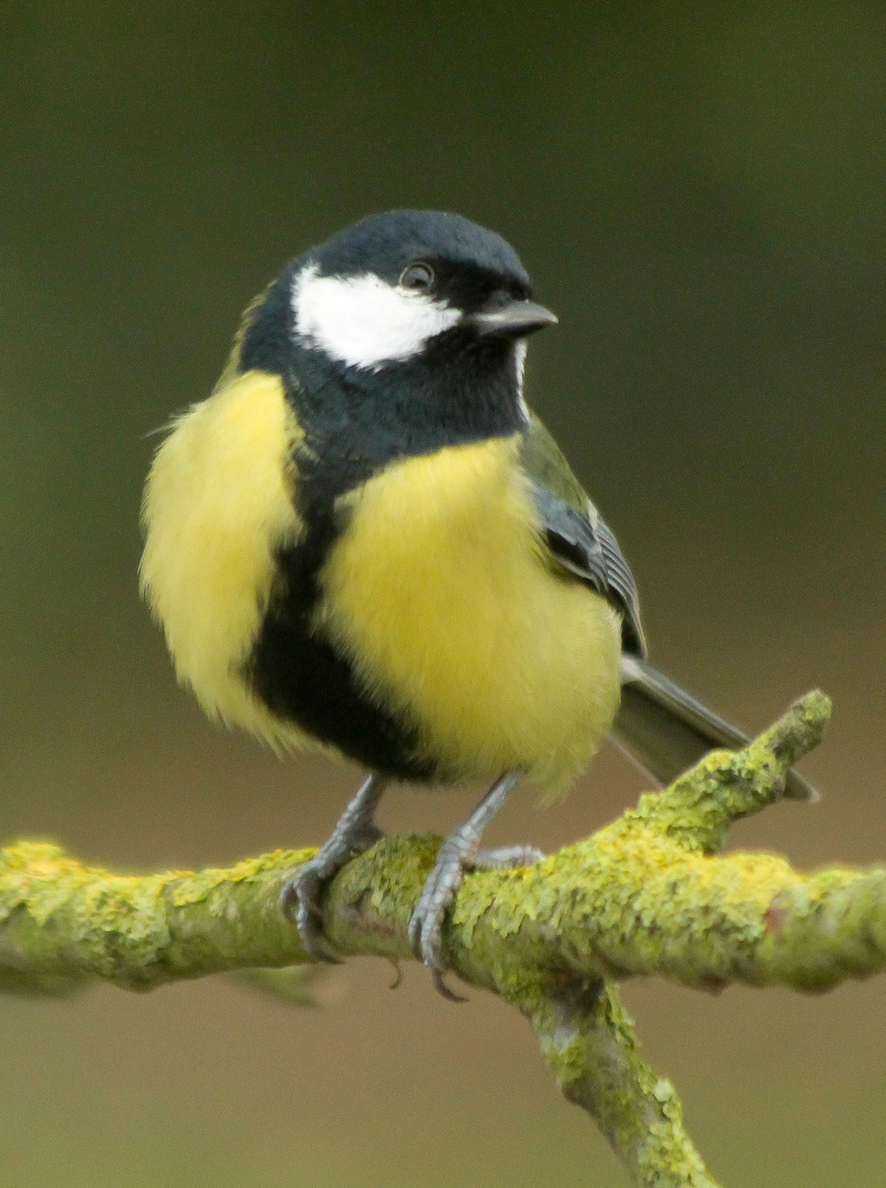 Mésange charbonnière