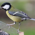 Mésange charbonnière de la saison