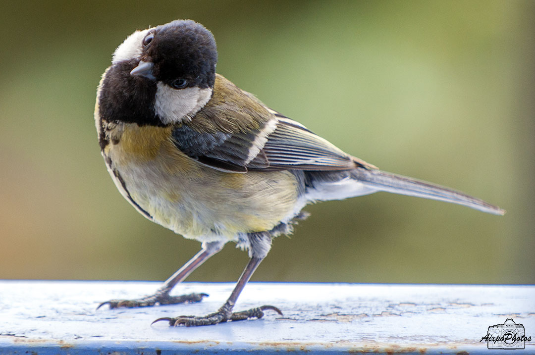 Mésange Charbonnière