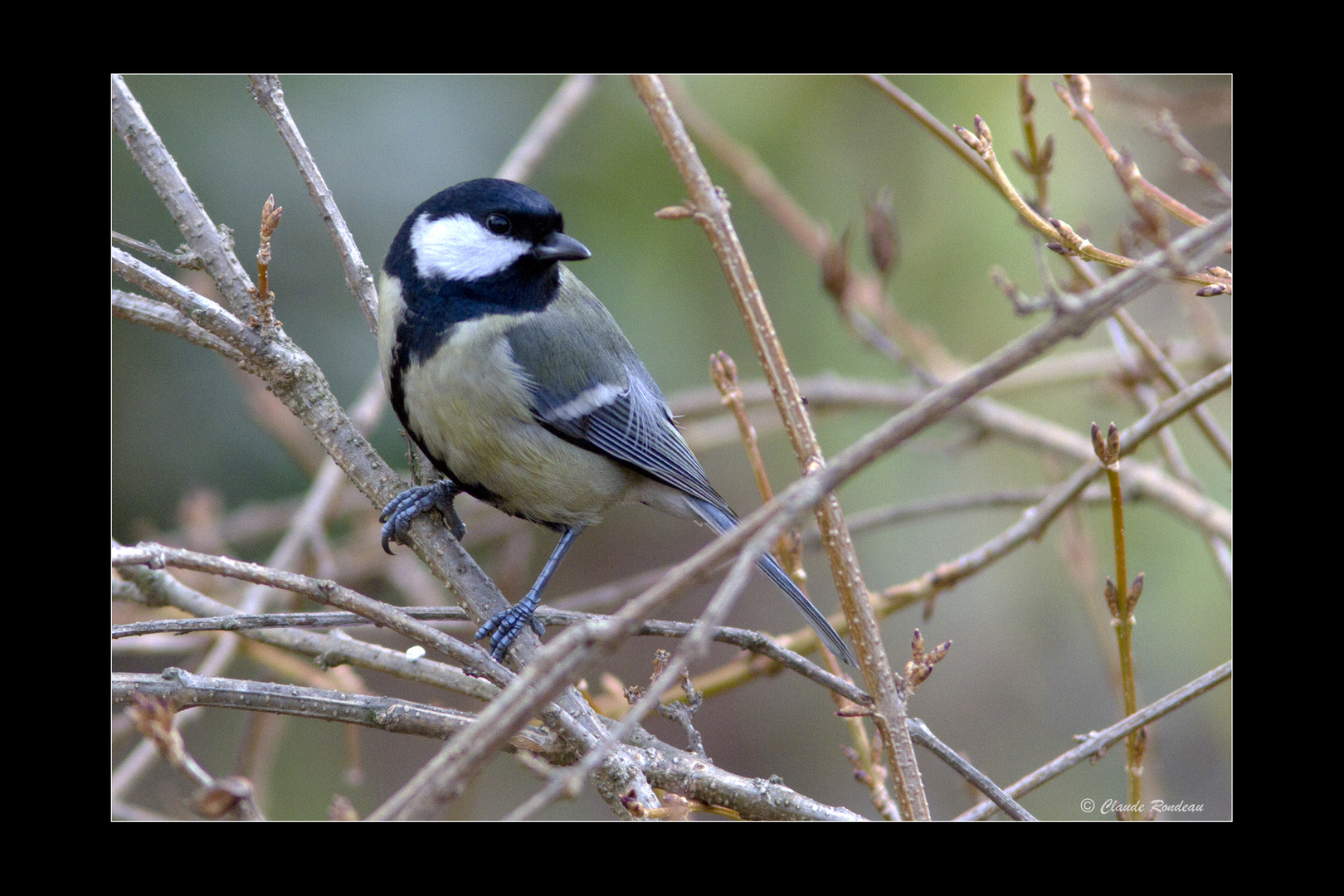 Mésange charbonnière