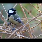 Mésange charbonnière