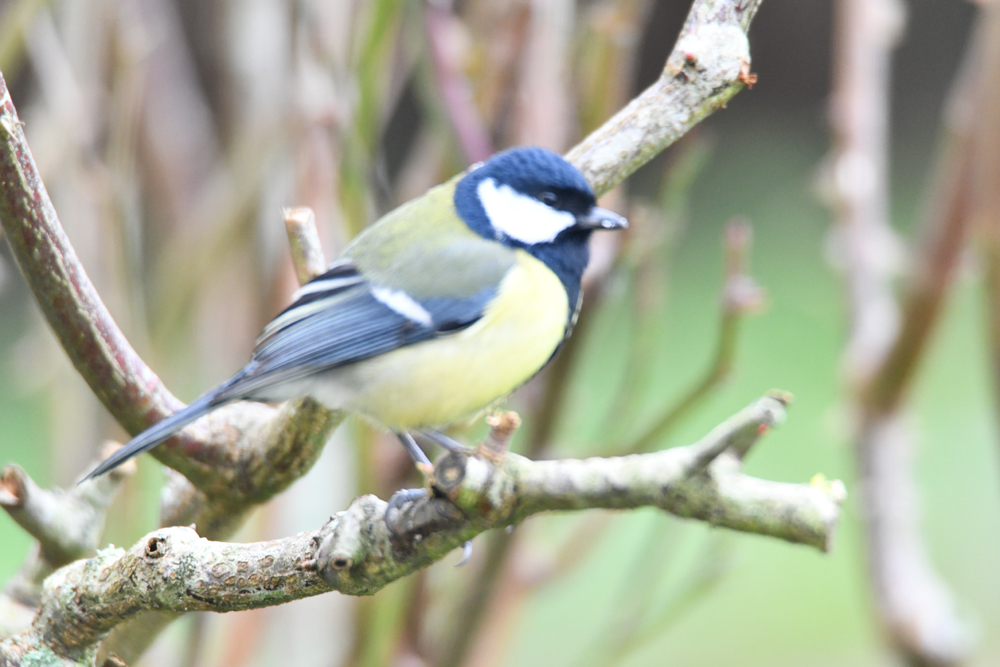 Mésange charbonnière