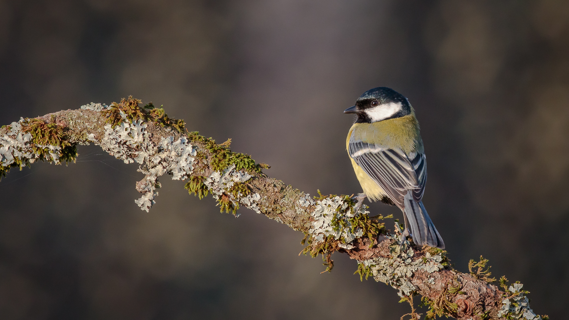 Mésange charbonnière,